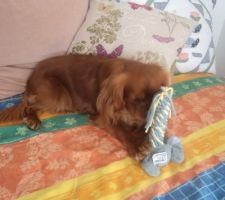 Acheté chez LDL ce nouveau jouet pour Orégan  semble lui plaire.adopté immédiatement il a joué toute la matinée avec
