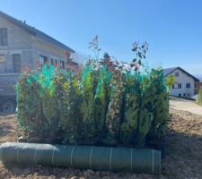 Arrivée des haies :
Lauriers du Portugal, Photinias et Elaeagnus