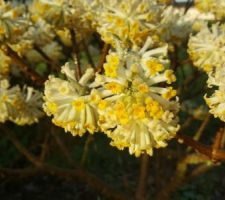 Edgeworthia un parfum incroyable