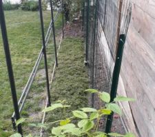 Récupération de la structure d'une ancienne pergola pour tuteurer les tomates. En arrière-plan un grillage pour tuteurer haricots et pois mange-tout.