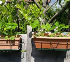 Suspension de jardinières pour protéger les fraisiers des gastéropodes.