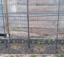 Intercalés entre les piquets d'une ancienne pergola, des pots plastique dont le fond a été découpé pour accueillir les pieds de tomates.