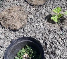 Ne pas oublier de mettre des orties fraîches au fond des pots des pieds de tomates, un excellent fortifiant.