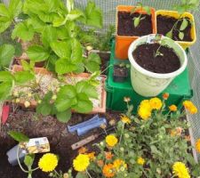 Un grillage fixé à 4 piquets en bois fixés sur le carré potager, recouvert d'un film plastique = une serre improvisée :-)