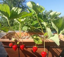 Les fraises suspendues dans leurs jardinières profitent du soleil sans le danger des gastéropodes la nuit.