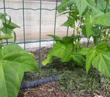 Paillage de gazon séché et tuyau poreux. Grillage pour faciliter le tuteurage des haricots.