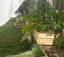 Récupération d'une bâche de tente pergola pour protéger les cultures du vent et de la pluie.