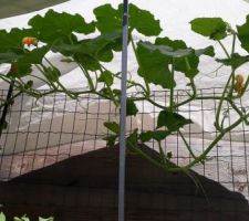 Les courges et potirons profitent du grillage pour grimper = gain de place au sol ! :-)