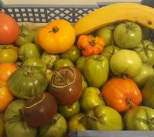 En fin de saison, on fait mûrir les tomates dans des cagettes, papier journal au fond et torchon pour recouvrir et faciliter la circulation de l'éthylène d'une banane.