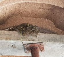 Les premiers habitants de la maison...