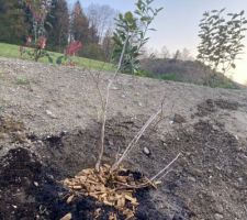 Nouvel occupant : un petit Lilas des Indes aux fleurs pourpres à venir on espère...