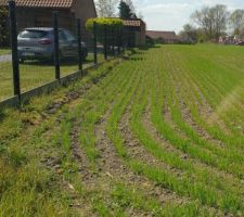 Il ne se passe pas grand chose en attendant les résultats de l'étude de sol et donc le dépôt du permis de construire.En attendant, nous sommes allés voir notre terrain parce que ça fait toujours plaisir de le voir et ça donne des idées pour la suite. ça a poussé depuis mes dernières photos : le terrain sera cultivé jusqu'en août, date d'achat du terrain chez le notaire. Juste pour la petite info, c'est de l'avoine. On se dit que le terrain sera bien retourné et bien plat!