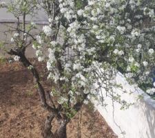 Le mur fini mais bon cette photo est plus récente