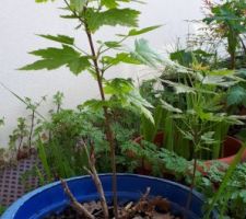 Semis d'érable dans le vase du pelargonium