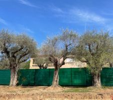 Oliviers d&eacute;plac&eacute;s