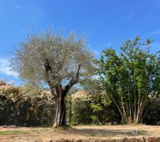 Oliviers d&eacute;plac&eacute;s