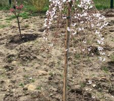 Cerisier pleureur du Japon planté en Février qui a donné de très belle fleur dejà cette année