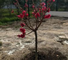 Un pêché nain, arbre qui fait énormément de fleur et des fruit.