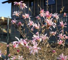 Magnolia Loebneri Leonard Messel (boutons roses et fleurs blanches sur le dessus)