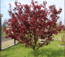 Pommier à fleurs, Malus royalty