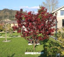 Pommier à fleurs, Malus royalty