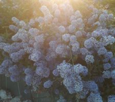 Le printemps est là avec son explosion de couleurs,  Ceanothes