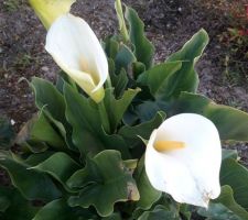 Le printemps est là avec son explosion de couleurs, Arums