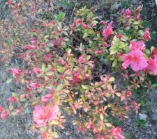 Le printemps est là avec son explosion de couleurs, Azalée