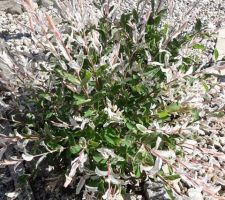 Le printemps est là avec son explosion de couleurs, Saule crevette