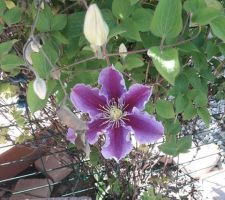 Le printemps est là avec son explosion de couleurs, Clématite