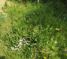 Dans chaque coin du terrain = des fleurs qui s'y plaisent bien