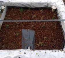 Phyto terminée et paillée pour l'hiver
