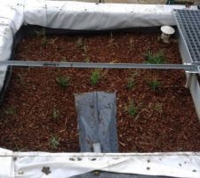 Phyto terminée et paillée pour l'hiver