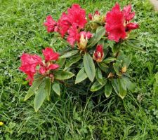 Rhododendron Vulcan