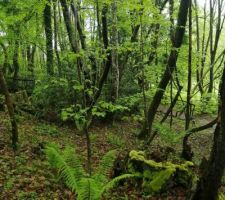 Forêt à côté de chez nous