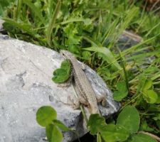 Monsieur lézard qui se laisse prendre en photo de près