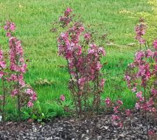 Pommiers à fleurs