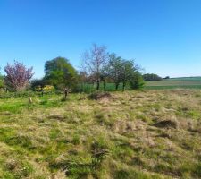 Coupe d'arbre termin&eacute;e
