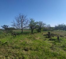 Coupe d'arbre termin&eacute;e