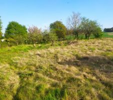 Coupe d'arbre en cours
