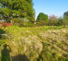 Coupe d'arbre en cours