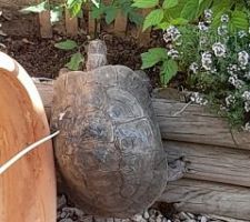 Ma tortue Titine , originale non ?