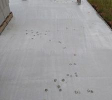 Nous avons été visités par un chat :)