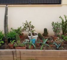 Les plantes grasses et cactus sont de sortie de nouveau.