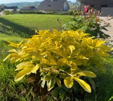 Oranger du Mexique bientôt en fleurs