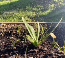 Agapanthes in progress