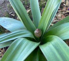 Allium in progress