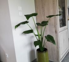 Achat plante