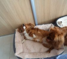 Trop content : orégan accueille avec intéret son amie nala pour quelques jours à la maison ....