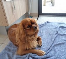 Orégan après une demi journée a courir après nala ...venue en vacances à la maison, un peu déçu il croyait que c'était pour faire des bébés  !